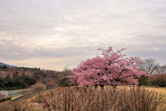 戸川公園の河津桜