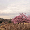 戸川公園の河津桜