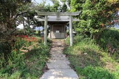 浮島稲荷神社の彼岸花　鳥居