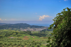 緑の壁越しに覗く