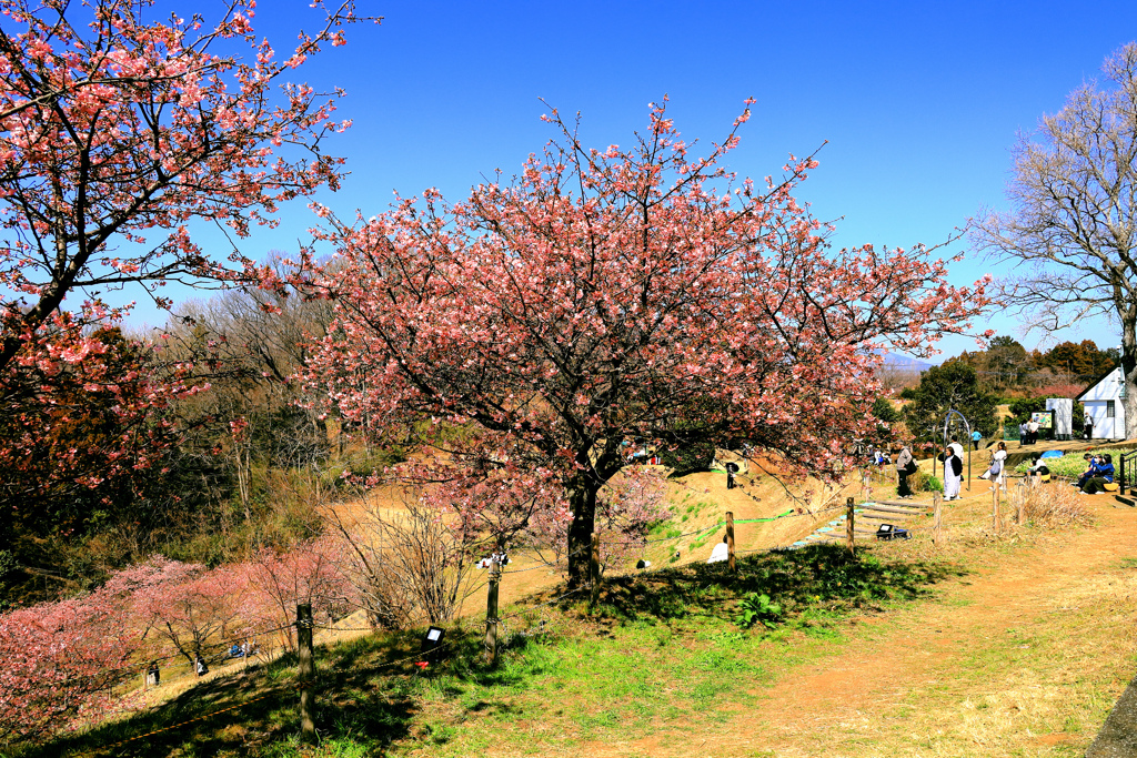 初春の河津桜