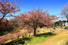 初春の河津桜