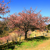 初春の河津桜