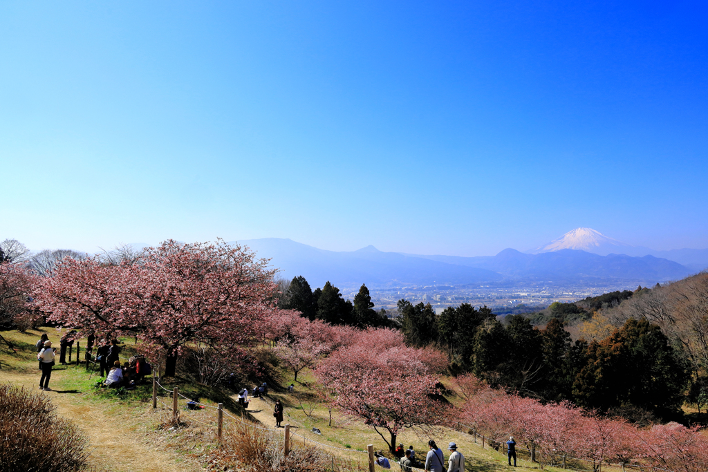 初春の河津桜と富士山