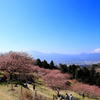 初春の河津桜と富士山