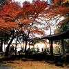朝日と紅葉