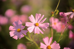 濃紅の秋桜