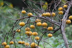 折れた柚子の木