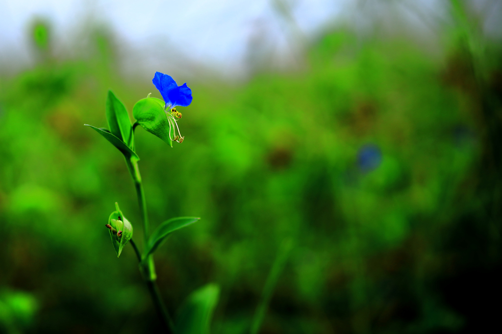 露草