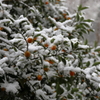 初雪　金柑の右顔