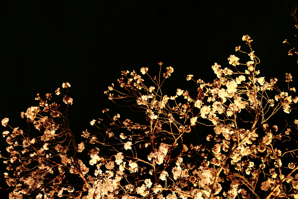 夜桜