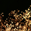 夜桜