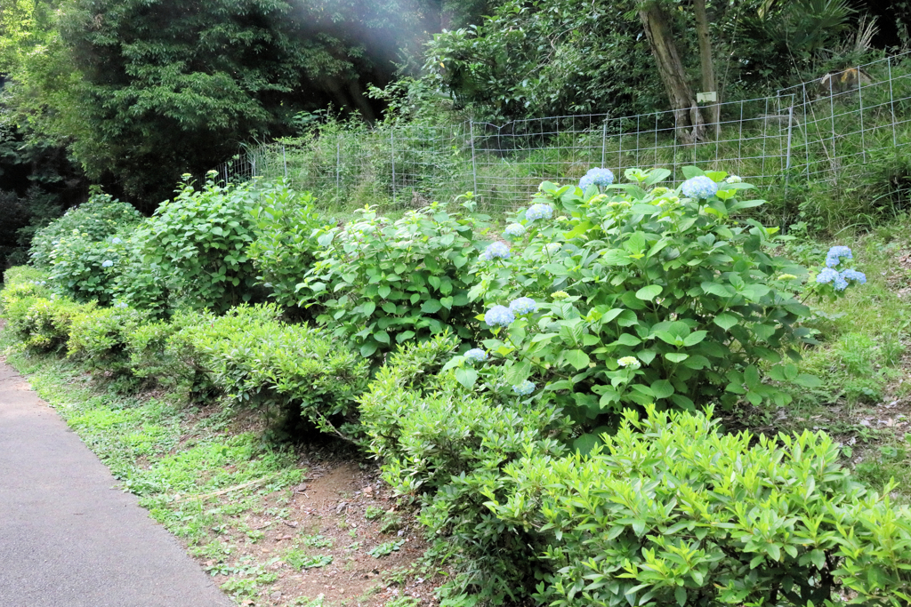二宮せせらぎ公園　咲き始めの紫陽花