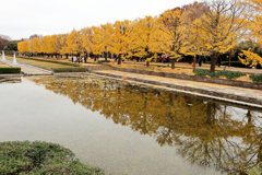 昭和記念公園　銀杏並木と池