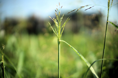 ススキの穂、前夜