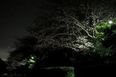 暗がりとサクラ