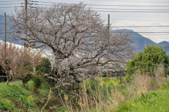 畑の中の小川に桜