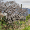 畑の中の小川に桜