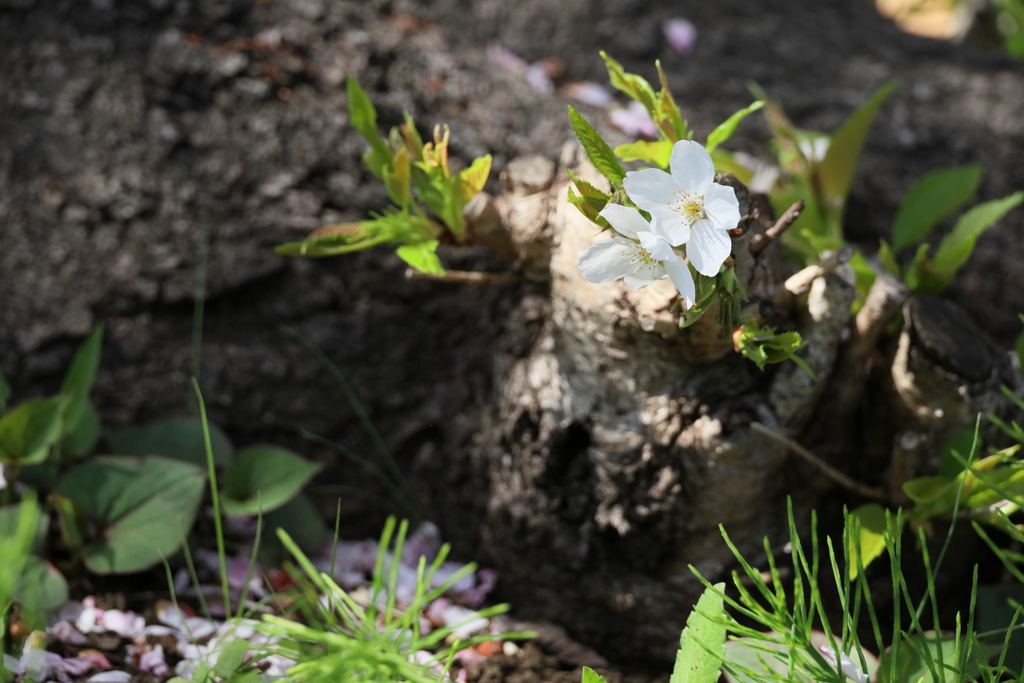藤沢市　市民図書館南側交差点
