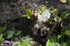 藤沢市　市民図書館南側交差点