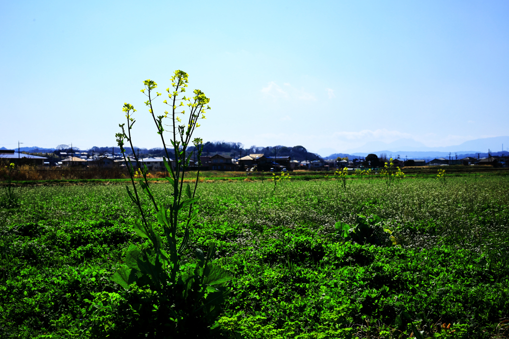 群生していない菜の花