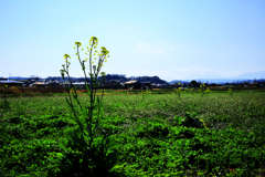 群生していない菜の花