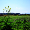 群生していない菜の花