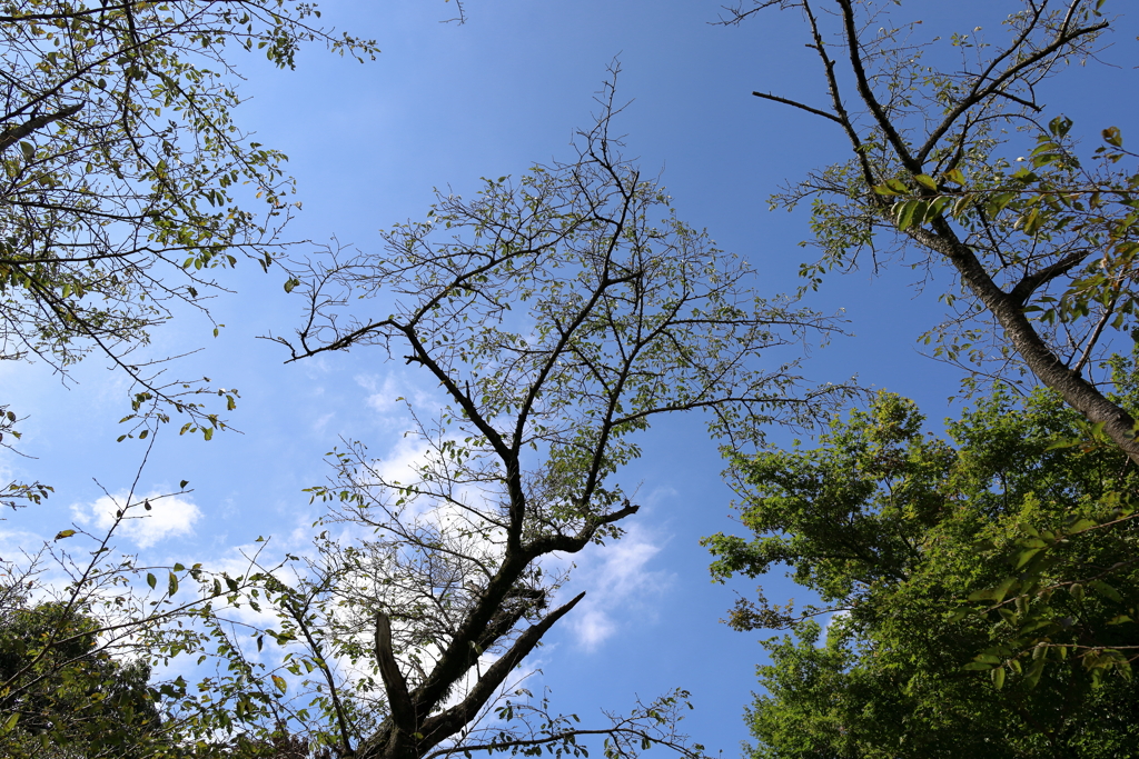 弘法山の散策　木々を見上げる