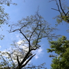 弘法山の散策　木々を見上げる