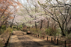 権現山の坂を下る