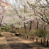 権現山の坂を下る