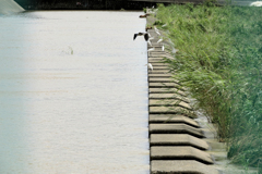 サギが集まっている