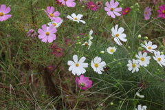 蝶と秋桜