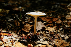白いキノコ