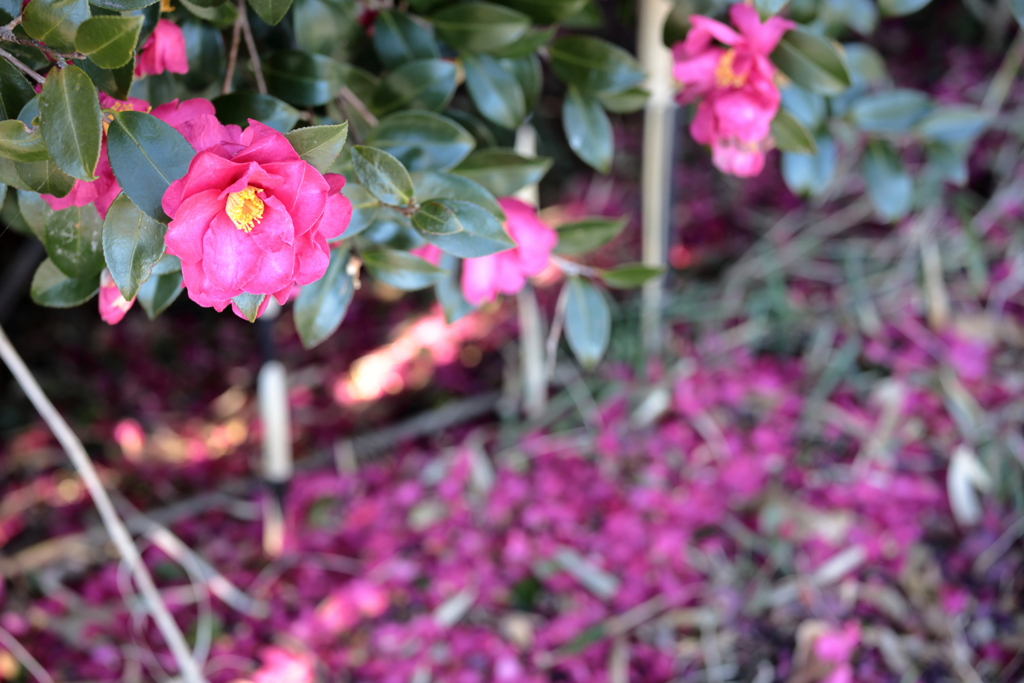 山茶花の落花