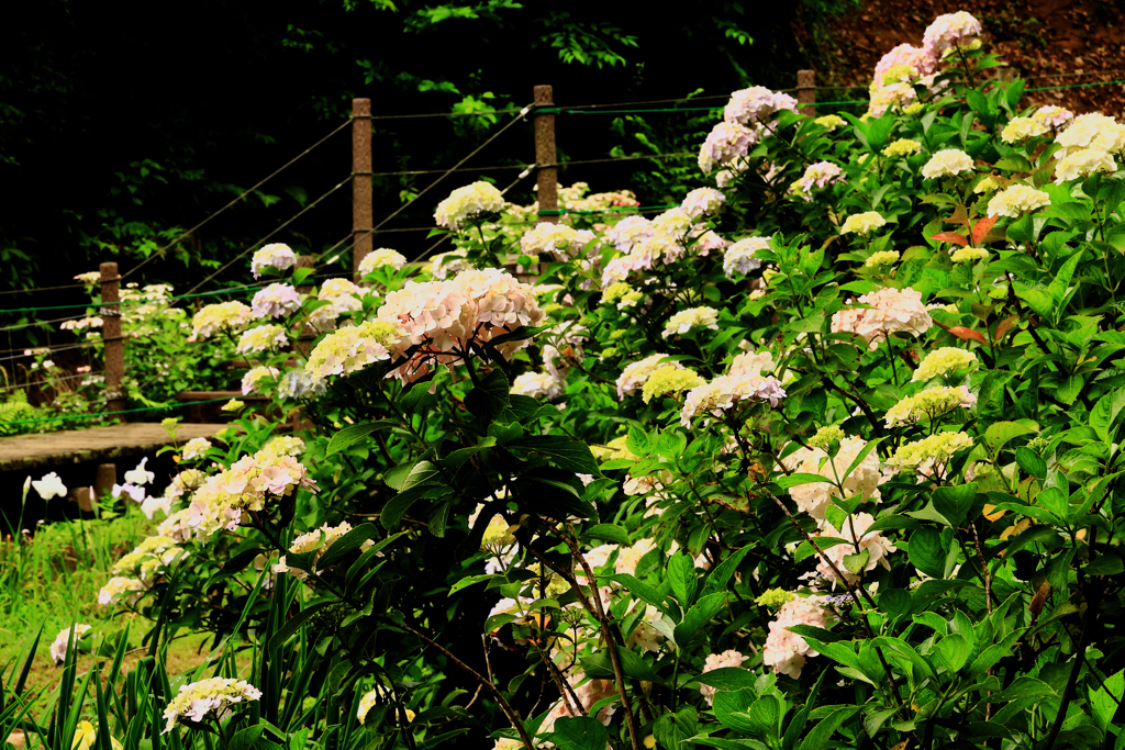 折り重なる紫陽花