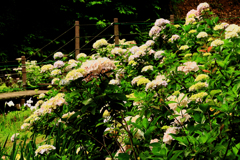 折り重なる紫陽花