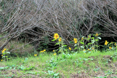 一夜城ヨロイヅカファーム　秋ひまわり