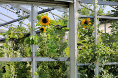 寂れた温室で自由に咲く向日葵