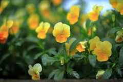 背筋を伸ばすビオラ