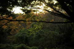 暮れてしまった西日