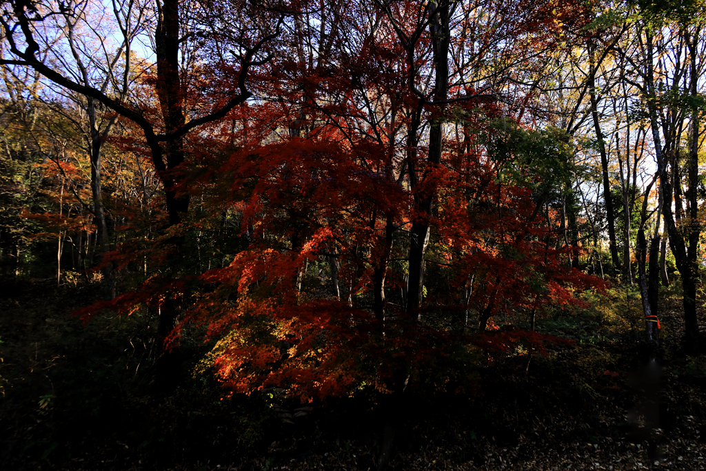 木々の合間にモミジ