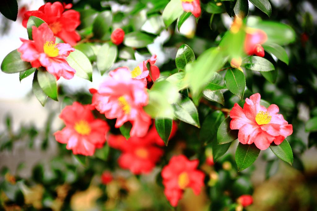プイと横を向く山茶花