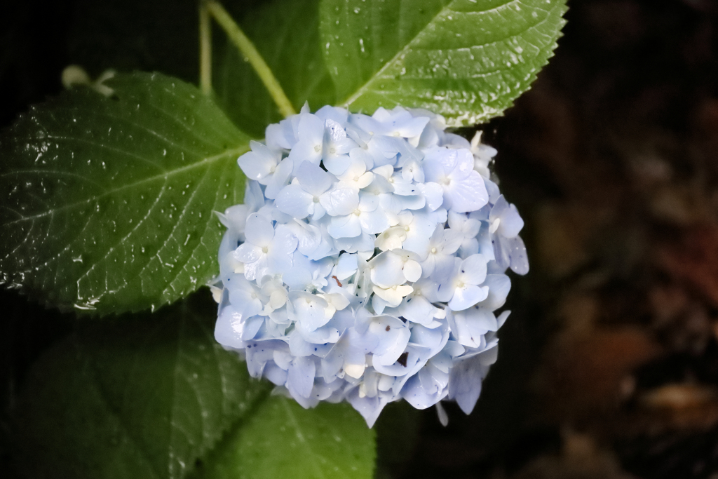 雨の紫陽花　フラッシュを炊いたかのように