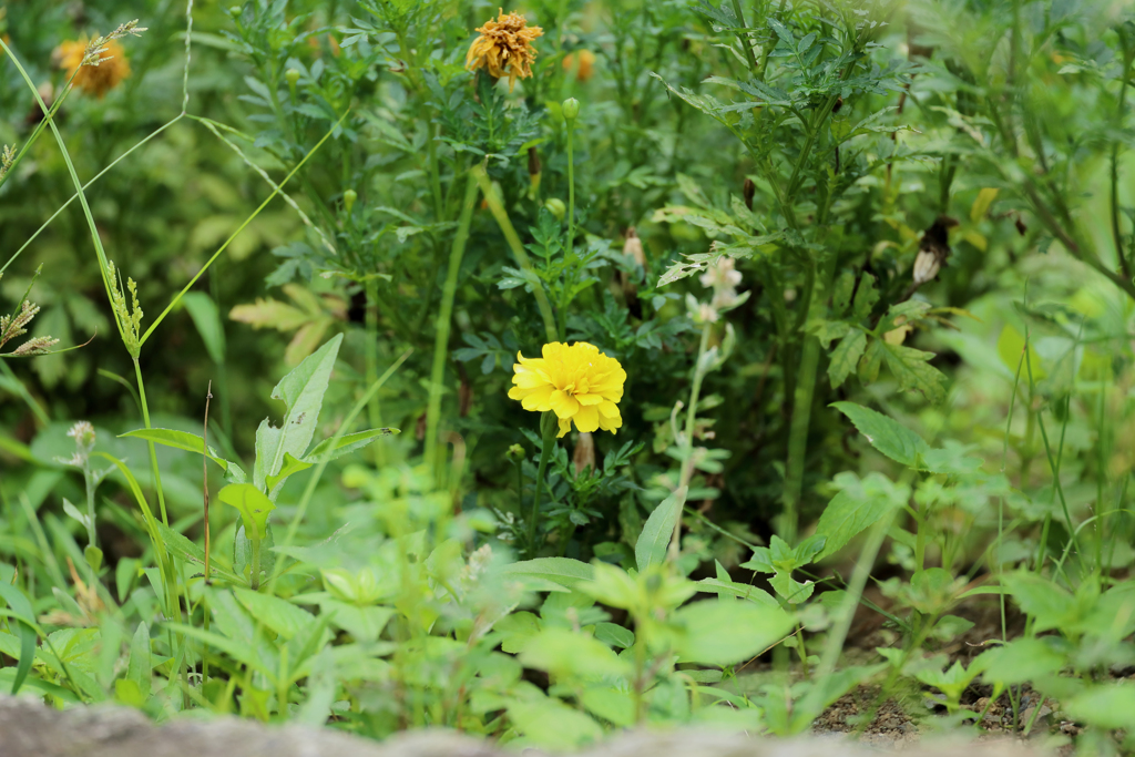 マリーゴールド