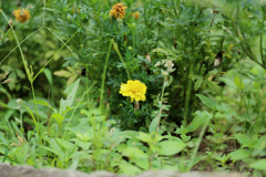 マリーゴールド