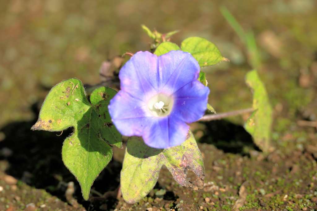 アメリカアサガオ