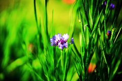 薄青紫のヤグルマギク