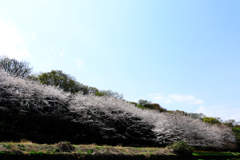 桜並木（近景）