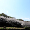 桜並木（近景）